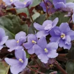 African-violet