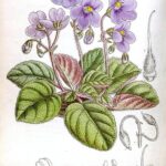 Streptocarpus_ionanthus_(as_Saintpaulia_ionantha)_-_Curtis'_121_(Ser._3_no._51)_pl._7408_(1895)